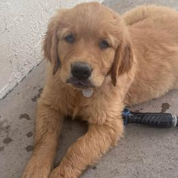 2nd pick boy (light green) - Dark golden male Golden Retriever puppy in Petaluma, California from Contango Goldens