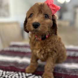 Chai latte - Red  female Goldendoodle puppy in Sacramento, California from Creamy Retrievers