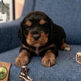 John - Tri-color male Australian Labradoodle puppy in Decatur, Alabama from Southern Meadows Doodles