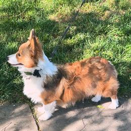 Diego or Batz - Pembroke Welsh Corgi