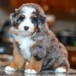 Pesto - Merle male Bernedoodle puppy in Dundee, Ohio from Down Home Doodle