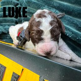 Luke Skywalker - Parti male Poodle puppy in San Antonio, Texas from Chocolate Pet Connection