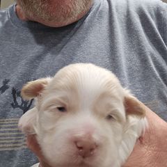Tandy - Cream male Shichon puppy in Bradford, Ohio from Ted E. Bear Patch