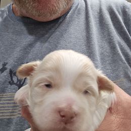 Tandy - Cream male Shichon puppy in Bradford, Ohio from Ted E. Bear Patch