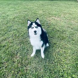 Rori - Pomsky