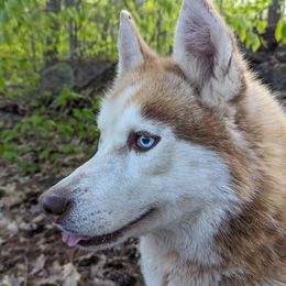 Autumn - Siberian Husky