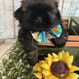 Toby - Black and tan male Shih Tzu puppy in Claremont, California from Lovable Shih Tzus