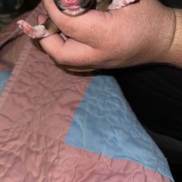 Girl 4 - Chocolate Havanese puppy in Long Lane, Missouri from Dousinbury Creek K-9s