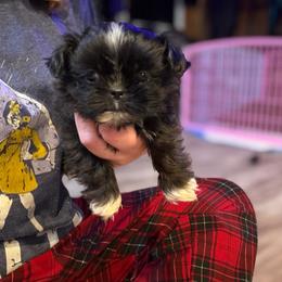 Zephyr - Black and white male Shih Tzu puppy in Running Springs, California from Amanda's Shih Tzus