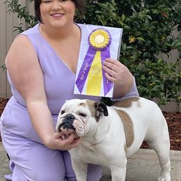 Annie - Bulldog