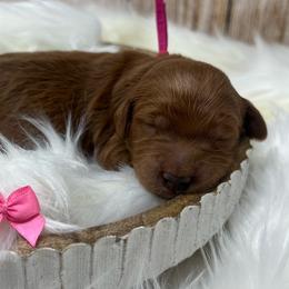 Pink Male - Apricot male Goldendoodle puppy in Great Falls, Montana from Montana Goldendoodles