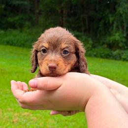Bambi (akc) - Chocolate and tan female Dachshund puppy in Dinwiddie, Virginia from White Oak Kennels