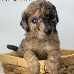 Peanut Butter - Merle female Sheepadoodle puppy in Greeneville, Tennessee from Smokey Mountain Sheepadoodles