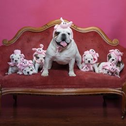 Bulldogs from Artemis Bulldogs