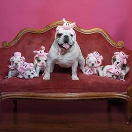 Bulldogs from Artemis Bulldogs