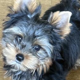 Yorkshire Terrier puppies from Crowning Glory Parti Yorkies