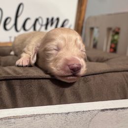 Thor - Cream Dachshund puppy in Knoxville, Tennessee from East TN Dachshunds