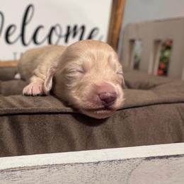 Thor - Cream Dachshund puppy in Knoxville, Tennessee from East TN Dachshunds