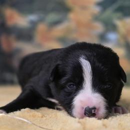 Ariel - Black and white female Border Collie puppy in Avilla, Indiana from Borderline Kennels