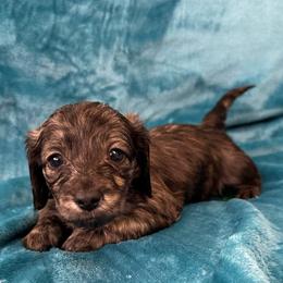 Harp - Brindle female Dachshund puppy in Memphis, Tennessee from River City Doxies