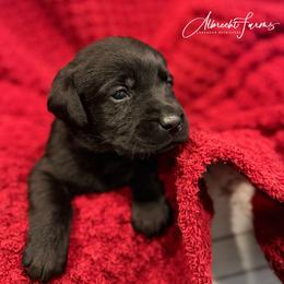Green Boy - Black male Labrador Retriever puppy in Colorado from Albrecht Farms Labrador Retrievers