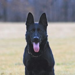 Masha - German Shepherd