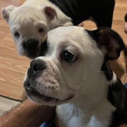 Bulldogs and Dachshunds from K.C. & J’s Mini Dachshunds and English Bulldogs