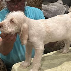 "Puppy Boy" Spinone Italiano Puppies from Boe Dogs