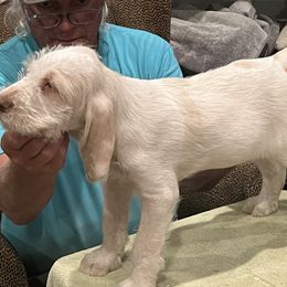 "Puppy Boy" Spinone Italiano Puppies from Boe Dogs