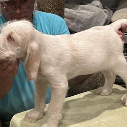 "Puppy Boy" Spinone Italiano Puppies from Boe Dogs