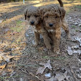 Goldendoodle Puppies from DeBerrys Doodles