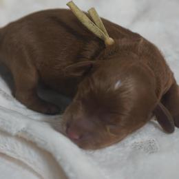 Simba - Red male Australian Labradoodle puppy in Fontana, California from Glory Labradoodle’s