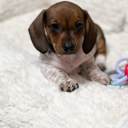 Dachshund Puppies from Wildflower Weenies