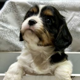Cavalier King Charles Spaniel and Labrador Retriever Puppies from Happy Tails Kennel
