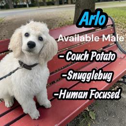 Arlo - Cream male Poodle puppy in Baltimore, Maryland from Steinrock’s Standards