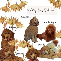 Poodle Puppies from Moyen Majestic Embrace
