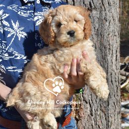 Cockapoo Puppies from Chesley Hill Cockapoos