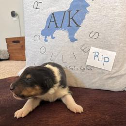 Collie Puppies from A/K Rough Collies