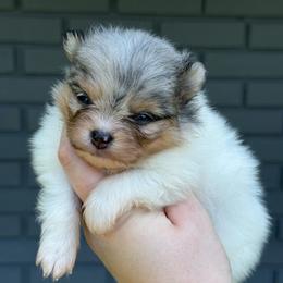 Storie - Blue merle female Pomeranian puppy in Newark, Ohio from Keeperofstars Pomeranians