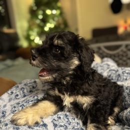 Kyoto - Black and silver male Miniature Schnauzer puppy in Jefferson, Oregon from Whiskey Meadows Miniature Schnauzers