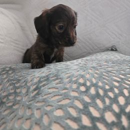 Lily - Brindle female Dachshund puppy in Lincolnton, North Carolina from Oakview Kennels