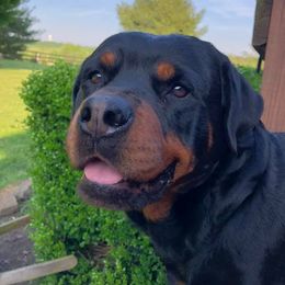 Rottweilers from Kentucky Bluegrass Rottweiler