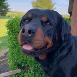 Rottweilers from Kentucky Bluegrass Rottweiler