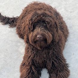 Australian Labradoodle and Labradoodle Puppies from Shelly Lynn