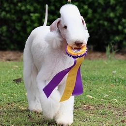 Bedlington Terrier All Grown Up from Blenheim