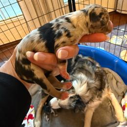Blue Merle female 2 - Blue merle female Miniature Australian Shepherd puppy in Washington, Indiana from Southern Indiana Mini Aussies