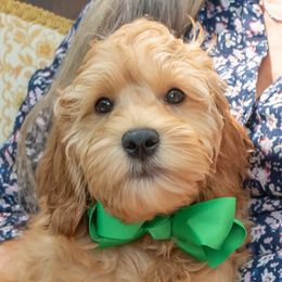 Green Boy (Yoda) - Australian Labradoodle puppy from Rose Cottage Labradoodles