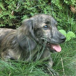 Phoenix - Dachshund