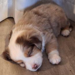 Petunia (Tuna) - Red merle female Miniature Australian Shepherd puppy in Hobe Sound, Florida from KHA