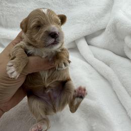 Boy 1 - Brown male Maltipoo puppy in Denair, California from 209PuppiesCaliforniaMaltipoo